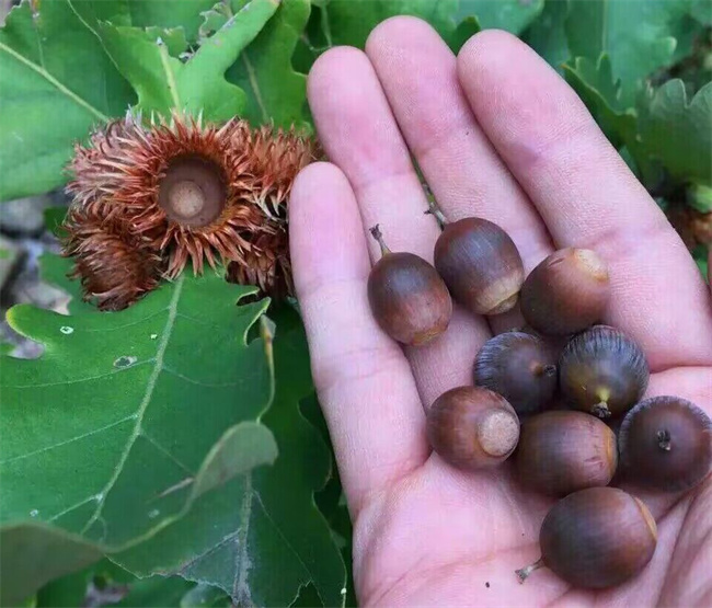 槲櫟樹種子苗木