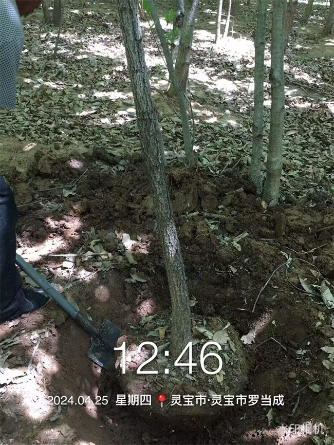 槲櫟樹種子苗木