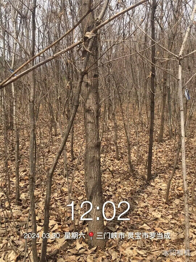 麻櫟樹