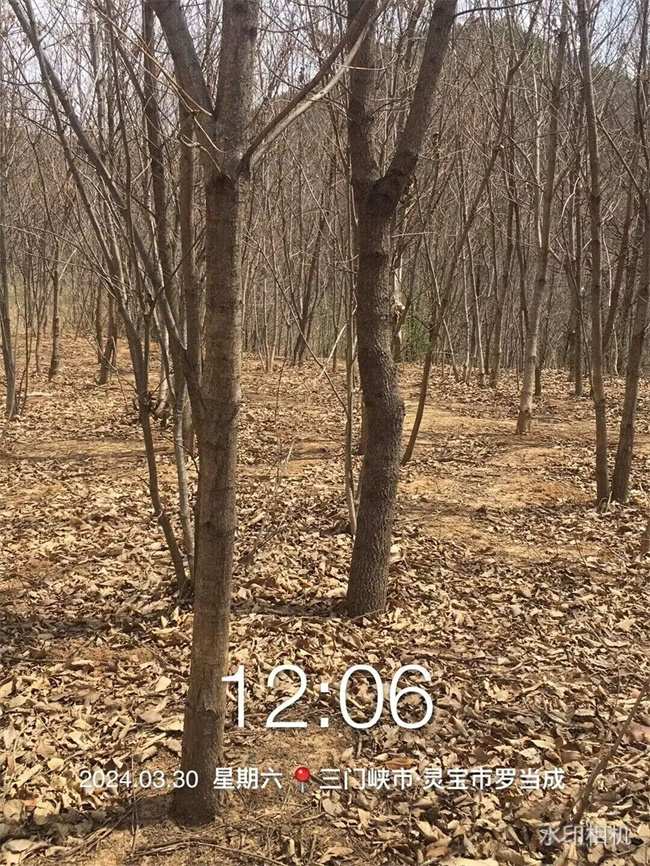 麻櫟樹