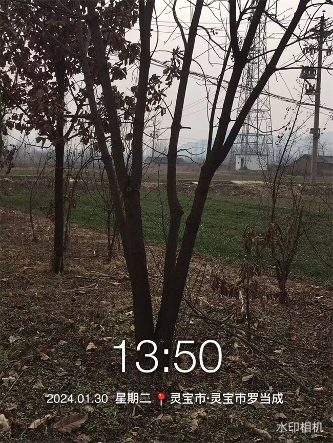 黃連木種子