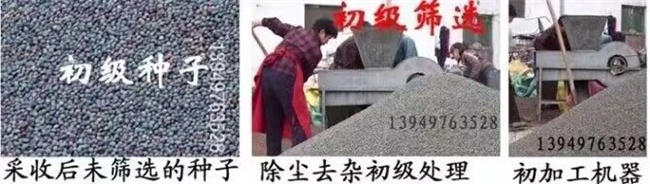 黃連木種子