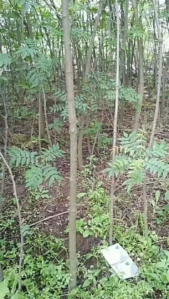 黃連木種子