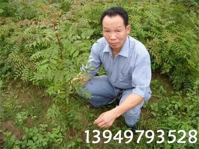 黃連木種子