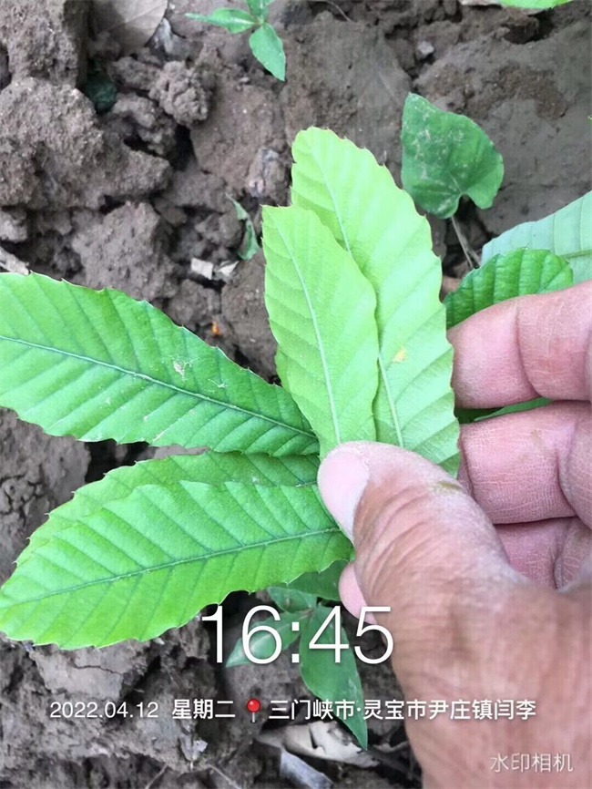 麻櫟樹