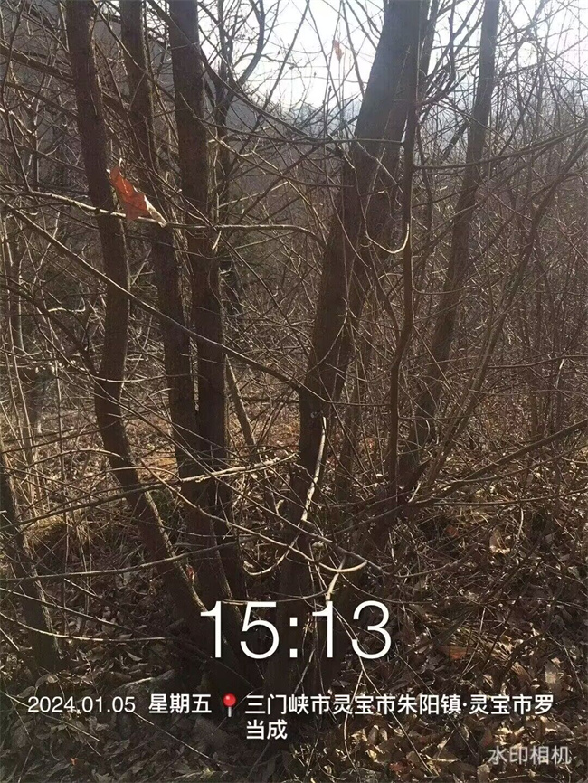 麻櫟樹