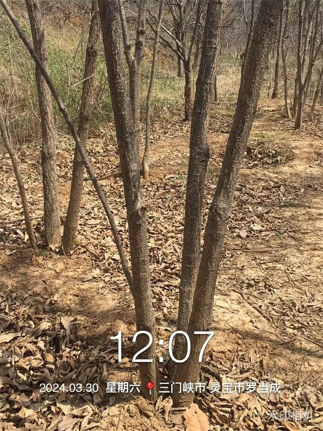 蒙古櫟種子苗木