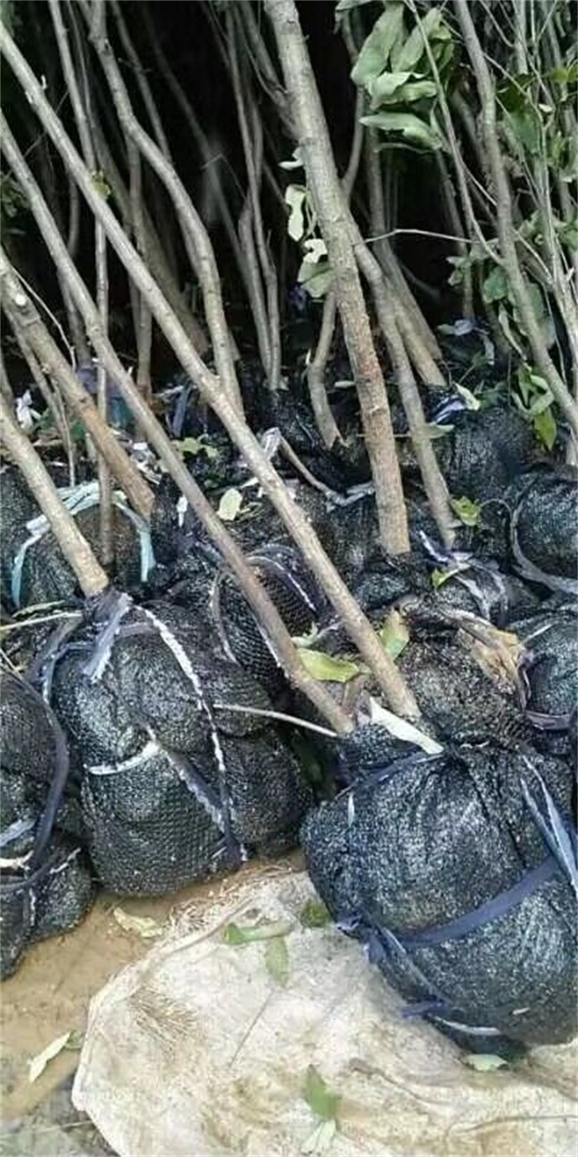栓皮櫟樹