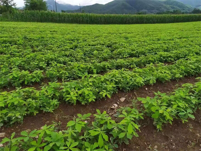 蒙古櫟種子苗木