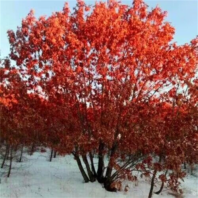 蒙古櫟種子苗木