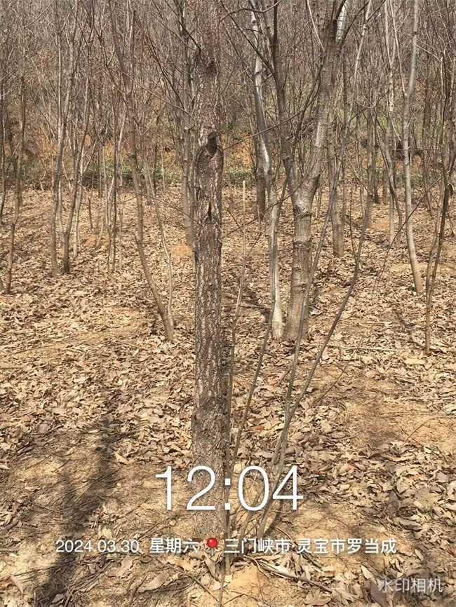 栓皮櫟樹