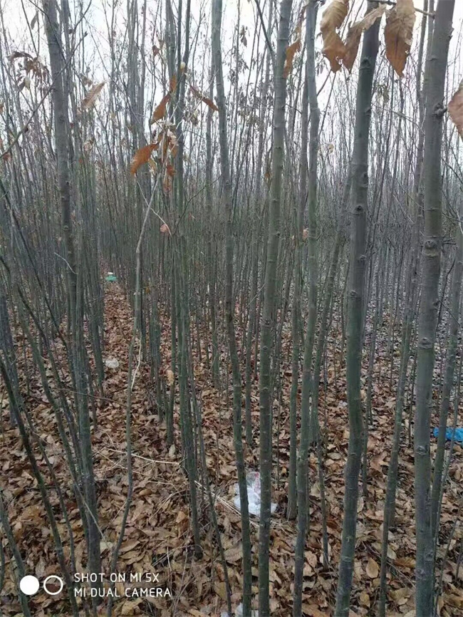 蒙古櫟種子苗木