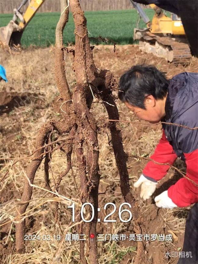 栓皮櫟樹