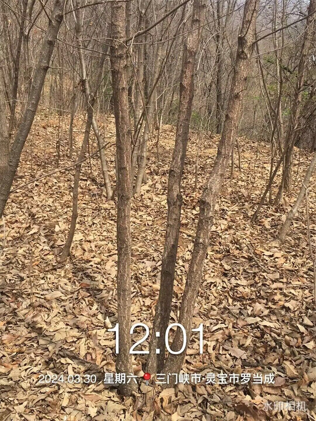 栓皮櫟樹