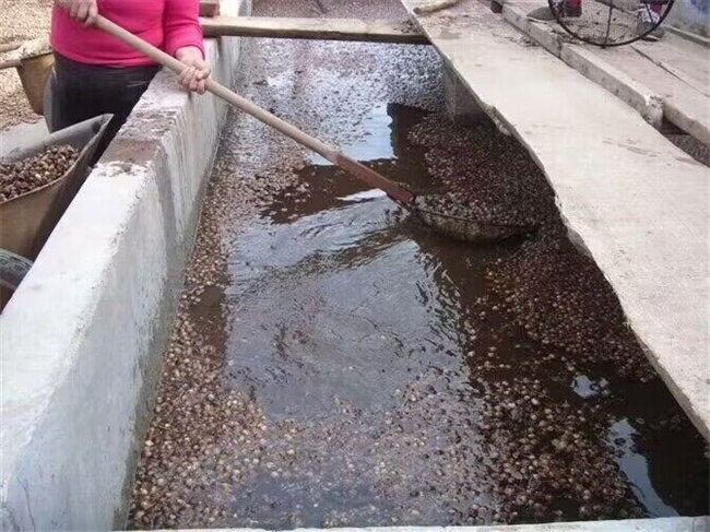 栓皮櫟樹