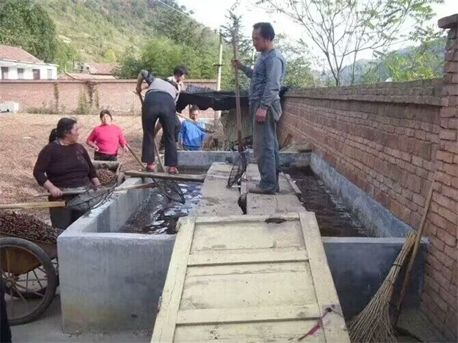 蒙古櫟種子苗木