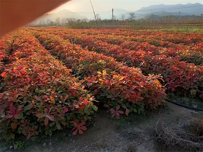 蒙古櫟種子苗木
