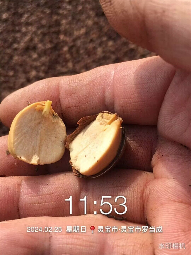 栓皮櫟樹