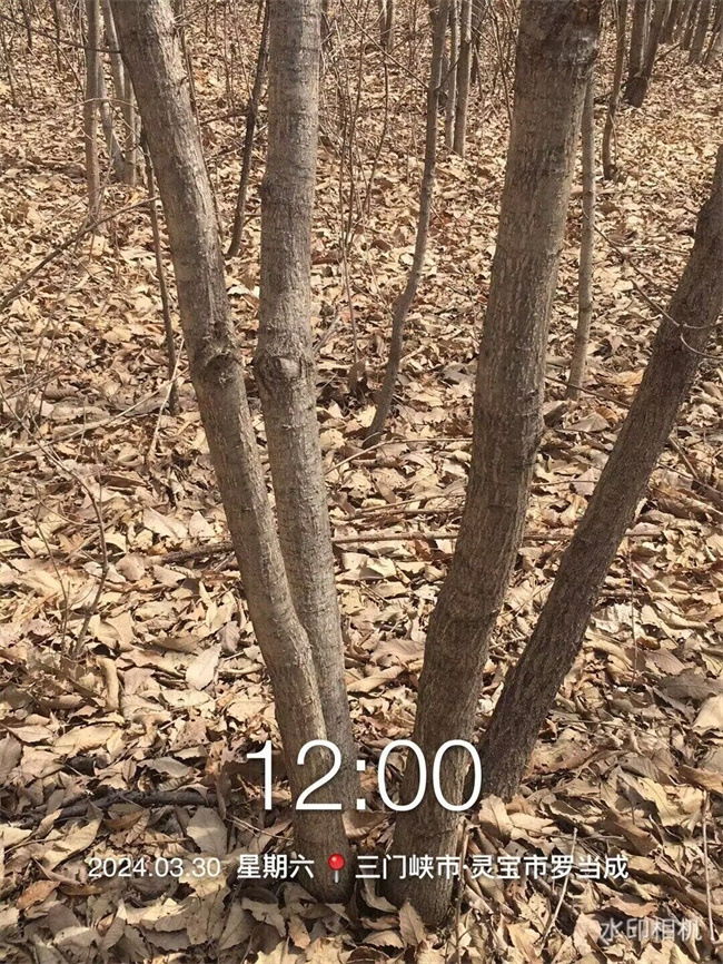 蒙古櫟種子苗木
