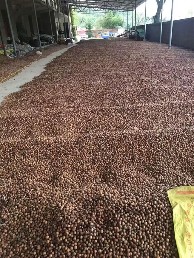 栓皮櫟樹
