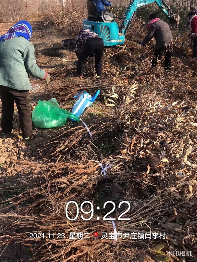 栓皮櫟樹