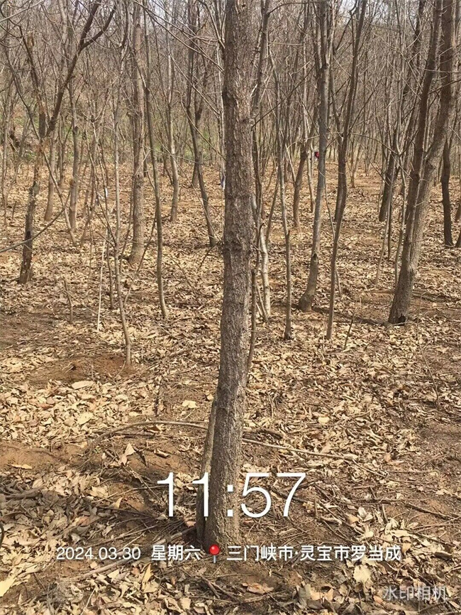 栓皮櫟樹