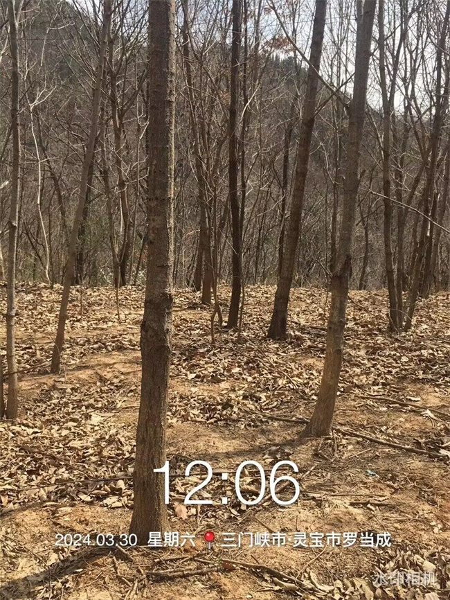 蒙古櫟種子苗木