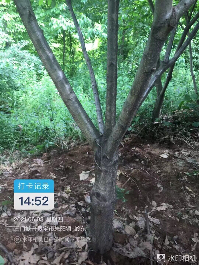 蒙古櫟種子苗木