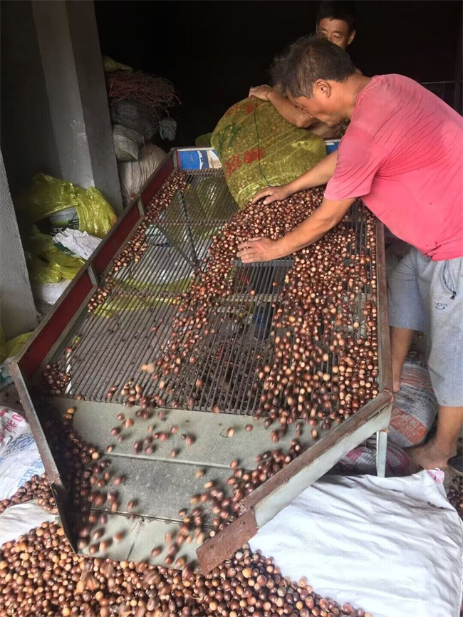 蒙古櫟種子苗木