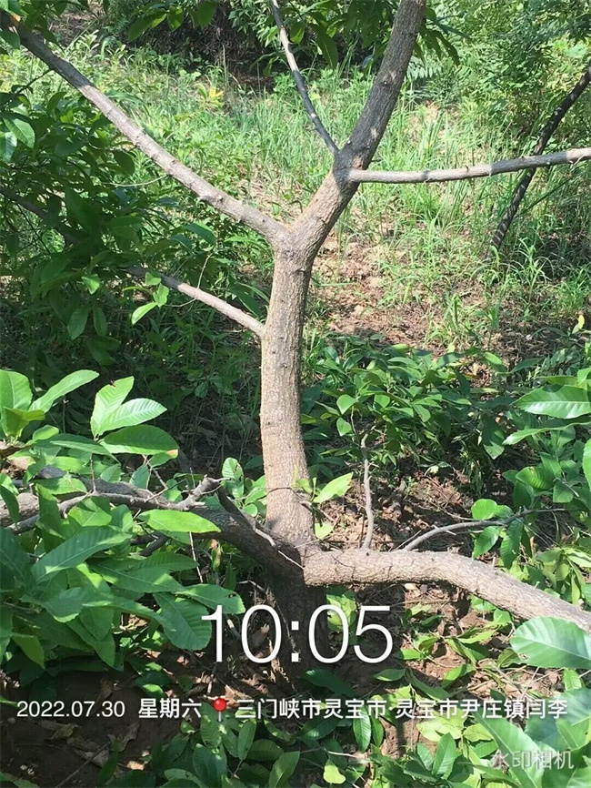 栓皮櫟樹