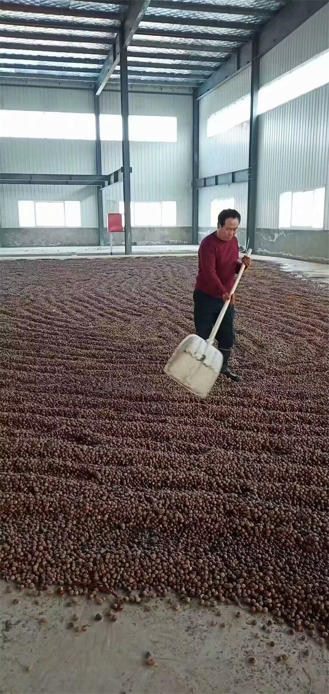 栓皮櫟樹