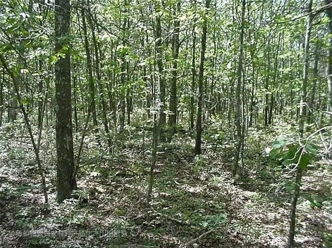 栓皮櫟樹