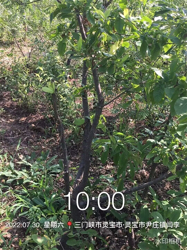 栓皮櫟樹