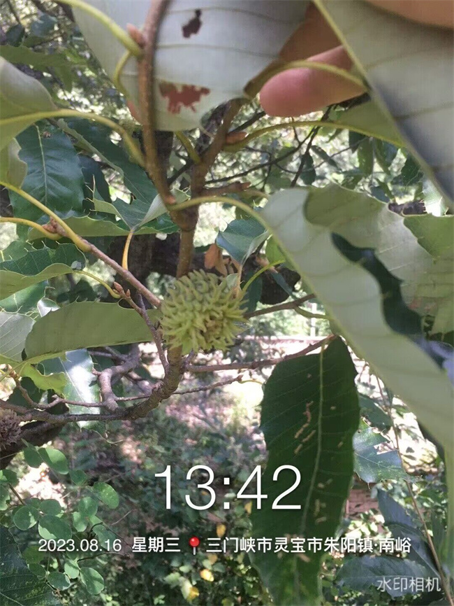 栓皮櫟樹