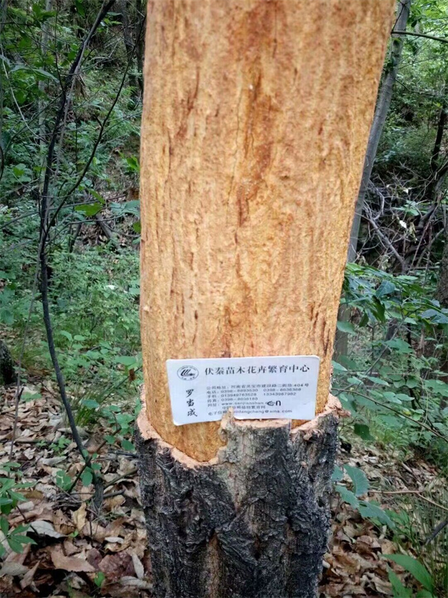 栓皮櫟樹