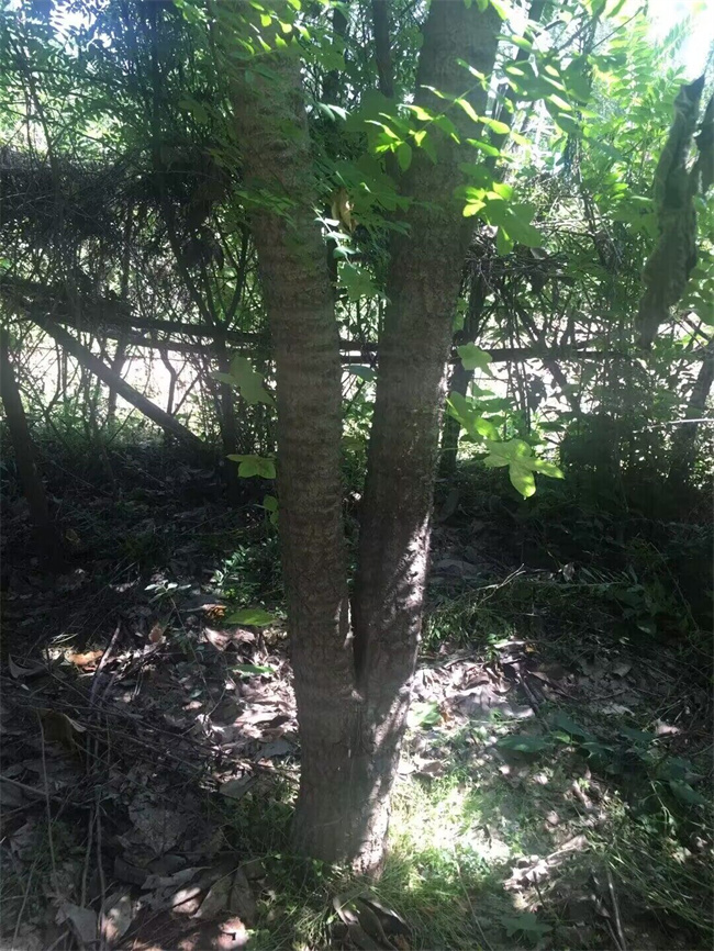 刺楸苗木