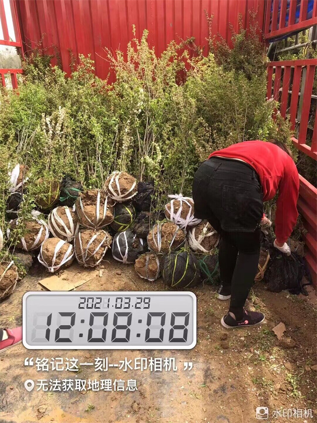 鈣果苗木種子