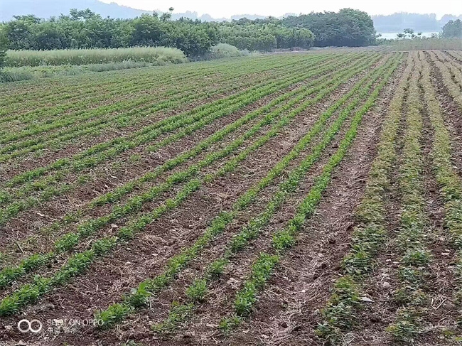 鈣果苗木種子