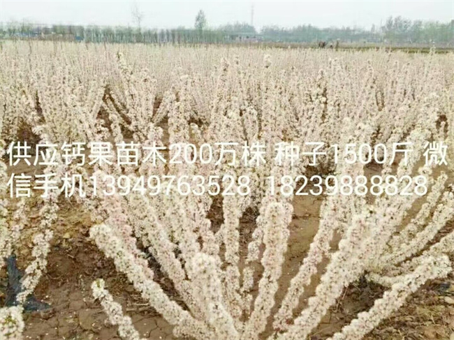 鈣果苗木種子