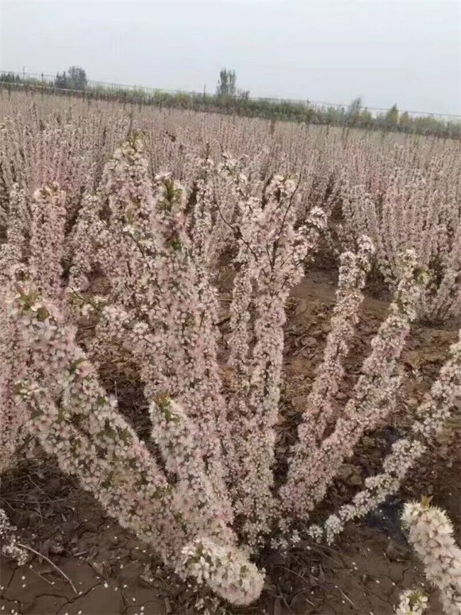 鈣果苗木種子