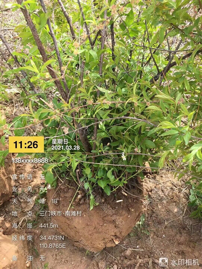 鈣果苗木種子