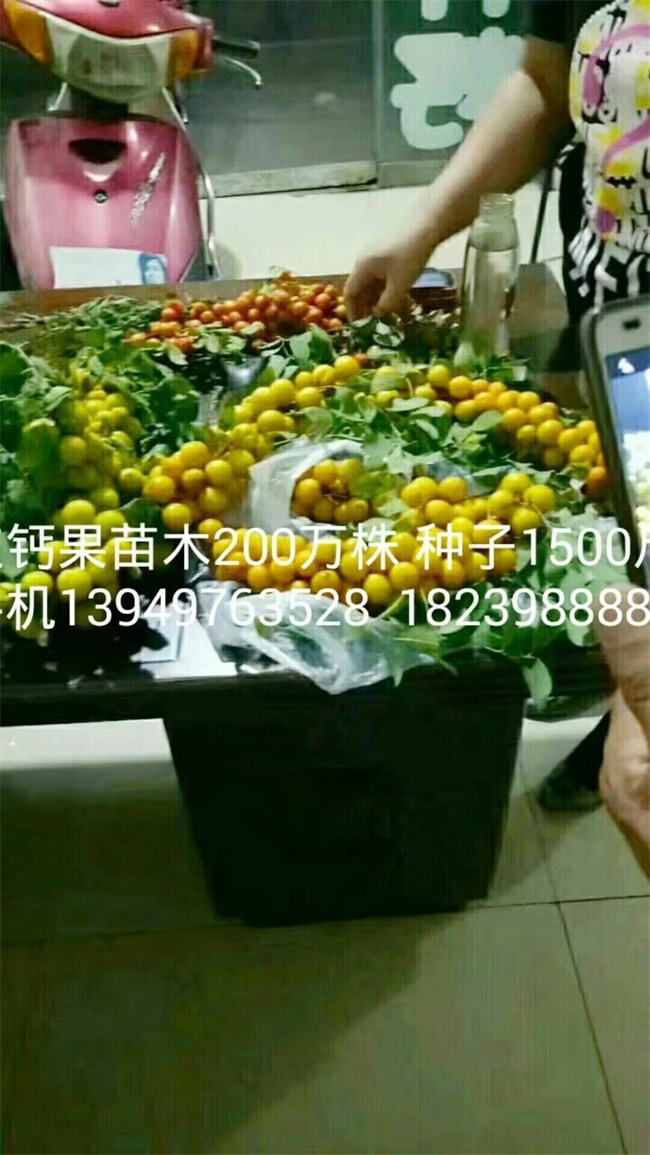 鈣果苗木種子