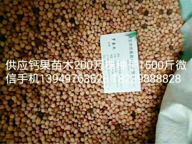 鈣果苗木種子