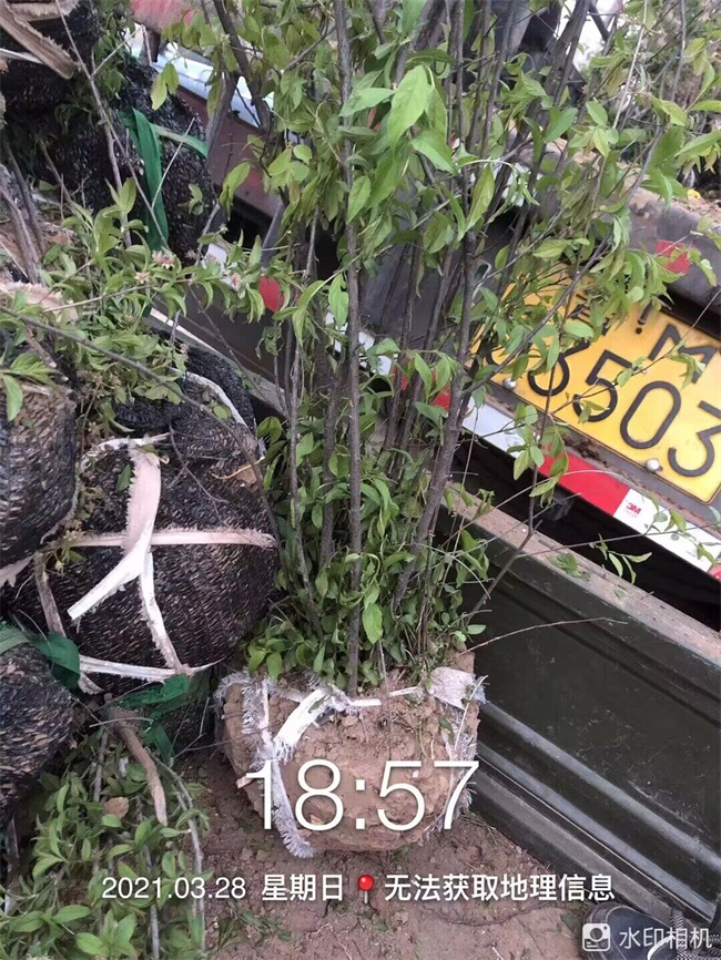 鈣果苗木種子