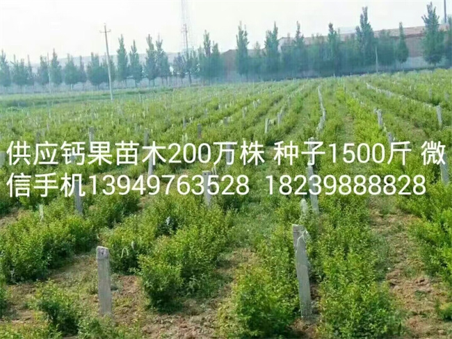 鈣果苗木種子