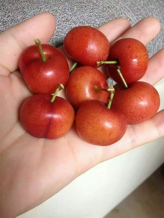 鈣果苗木種子